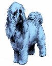 animali/cane/cane_clipart (2).gif